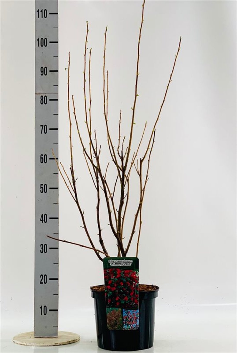 Blodrips – Ribes sanguineum 'Pulborough Scarlet' - C5 40-60 CM